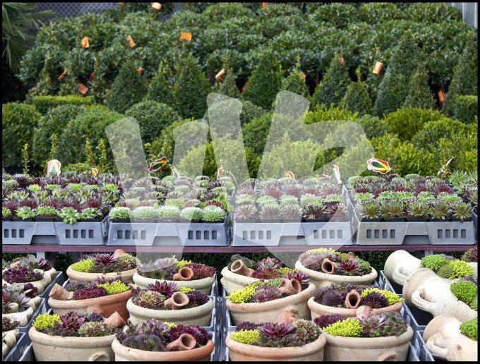 bloemen en planten vvbvanbree     1102